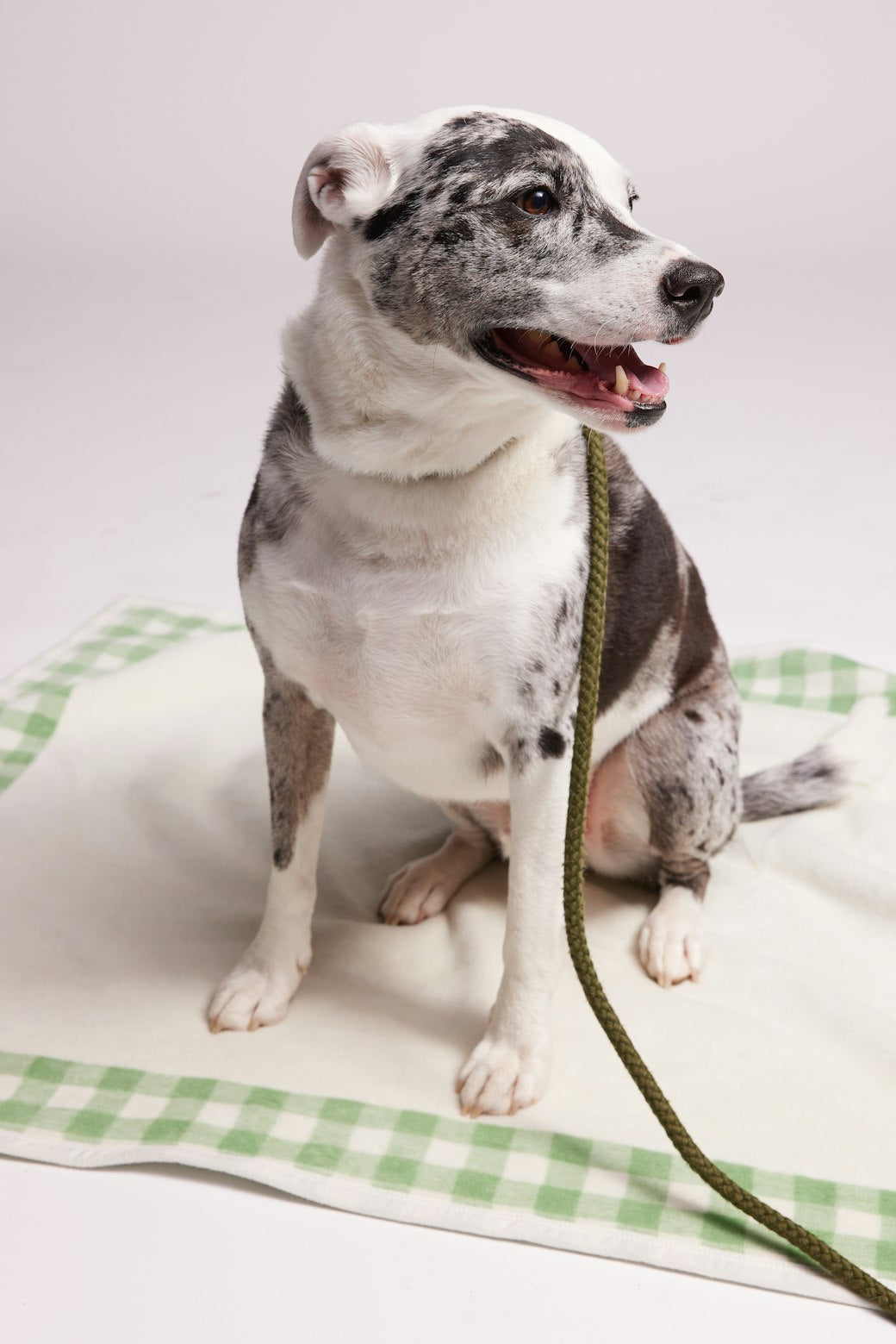 Good Boy Gingham Sage Midi Blanket